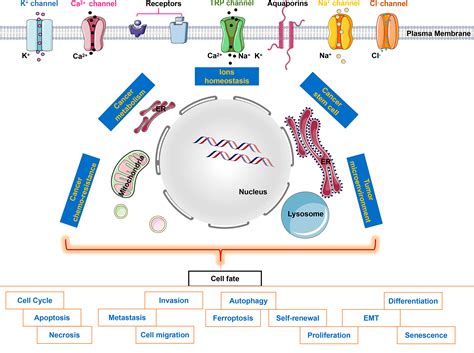 ion channels for cancer